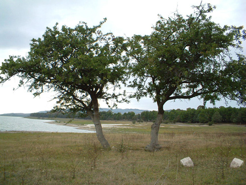 due alberi,foto dal web